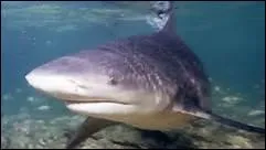 Quel est cet animal marin ?