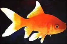 Quel est cet animal marin ?