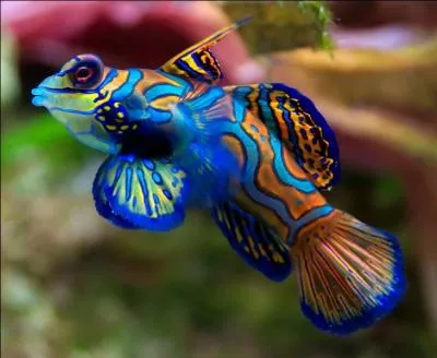 Quel est cet animal marin ?