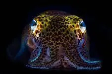 Quel est ce calamar ?