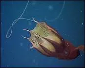 Quel est ce calamar ?