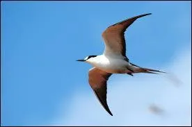 Combien de temps la sterne fuligineuse peut-elle voler sans jamais se reposer ?