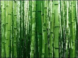 Certaines espces de bambou sont capables de pousser par jour de...