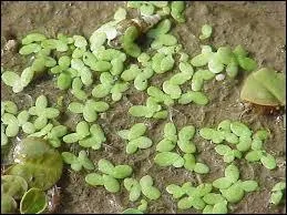 Les plantes les plus petites sont la lentille palustre du Brsil et la lemna aquatique australienne. Combien mesurent leurs fleurs ?