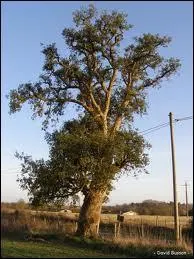 L'corce d'un chne-lige portugais a produit une quantit de lige suffisante  la fabrication de...