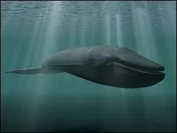 Le rorqual a un coeur de...