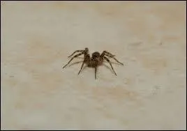 Combien mesure la plus petite araigne du monde vivant aux les Samoa ?