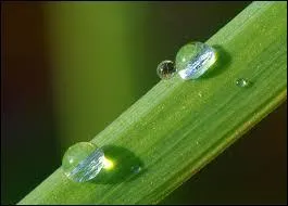 Qu'est-ce qu'un cynorrhodon ?