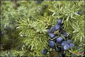 Résine de pin, cèdre, genévrier, thym, vanillé... sont des arômes que l'on dit :