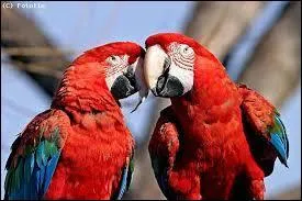 Dans lequel de ces pays parle-t-on nerlandais ?