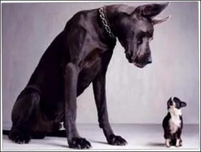 Quelle est la traduction anglaise de ces verbes :  intimider ,  brusquer  ?