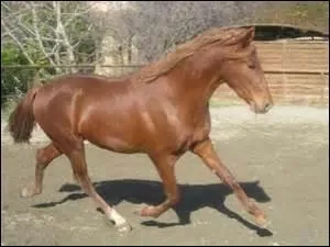 De quelle couleur est ce cheval ?