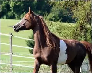 De quelle couleur est ce cheval ?