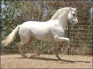 De quelle couleur est ce cheval ?