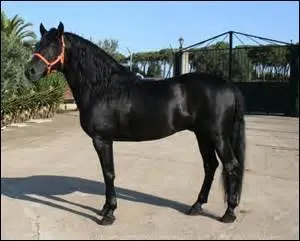 De quelle couleur est ce cheval ?