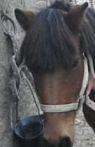 Quiz Galop 1