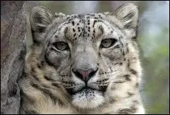 De quel autre nom la surnomme-t-on ?