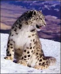  quelle altitude peut-elle grimper en t ?