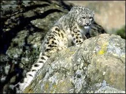 Jusqu' quelle hauteur peut-elle bondir ?