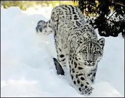 Combien pse-t-elle ?