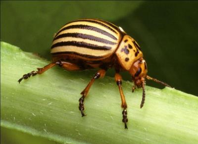 Quelle est la traduction anglaise de ce nom commun :  scarabe  ?