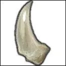 Quelle est la traduction anglaise de ces noms communs :  crochet ,  croc ,  canine  ?