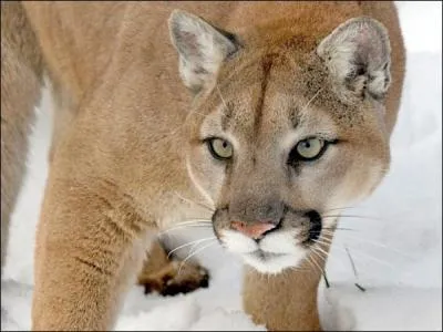 Quelle est la traduction anglaise de ce nom commun :  cougouar  ?