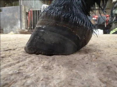 Quelle est la traduction anglaise de ce nom commun :  sabot  ?