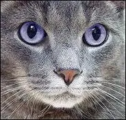 Pourquoi Nuage de jais part-il du clan du tonnerre ?