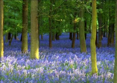 C'est une cration franaise, une musique qui a fait le tour du monde, un vritable hymne  la nature : Forest Hymn !