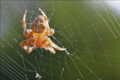 Laquelle de ces bbtes n'est pas une  araigne  ?