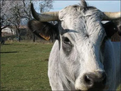 L'un de ces trois ruminants n'est pas une  vache . Lequel ?