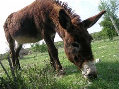 L'un de ces trois animaux n'est pas un  ne  (et ne rpondez pas,  moi , je vous prie ! ). Lequel ?