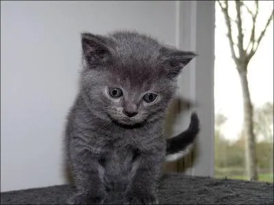 L'un de ces trois animaux n'est pas un  chat . Lequel ?