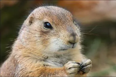 Qui n'est pas un  rongeur  ?