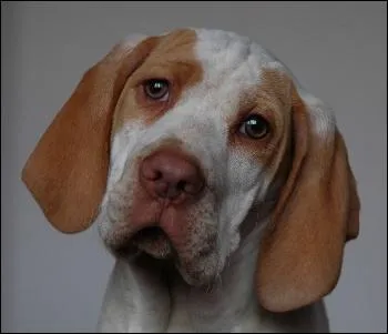 Lequel de ces chiens de chasse n'est pas un  chien d'arrt  ?