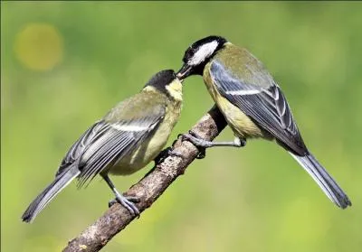 L'un de ces trois oiseaux n'est pas une  msange . Lequel ?