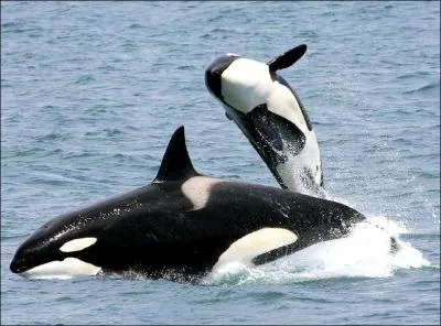 Qui n'est pas un  mammifre marin  ?