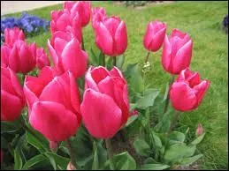 Beaucoup de personnes considrent les tulipes comme originaires de Turquie. Pourtant,  l'origine, elles poussaient tout naturellement au pied de l'Himalaya.