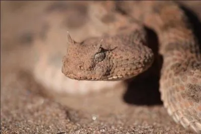 Quel est ce serpent ?