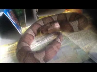 Quel est ce serpent ?