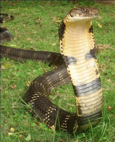 Pourquoi ce serpent est il connu ?