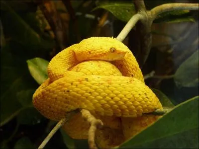 Quel est ce serpent ?