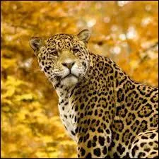 Par quelles civilisations tait-il vnr ?