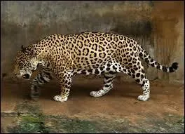 Combien mesure sa queue ?