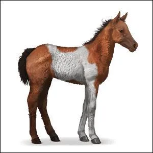 Quelle est la catgorie de cet animal ?