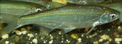 Comment s'appelle ce petit poisson ?