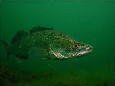 Ce poisson dont la taille peut dpasser 100cm est un :