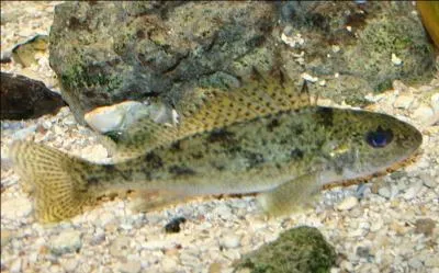 Ce poisson qui mange du zooplancton est un(e) :