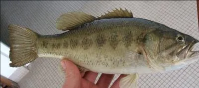 Ce poisson connu est un :